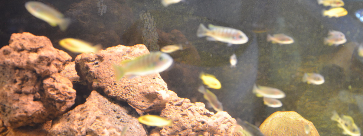 aquarium aqua malawi 9