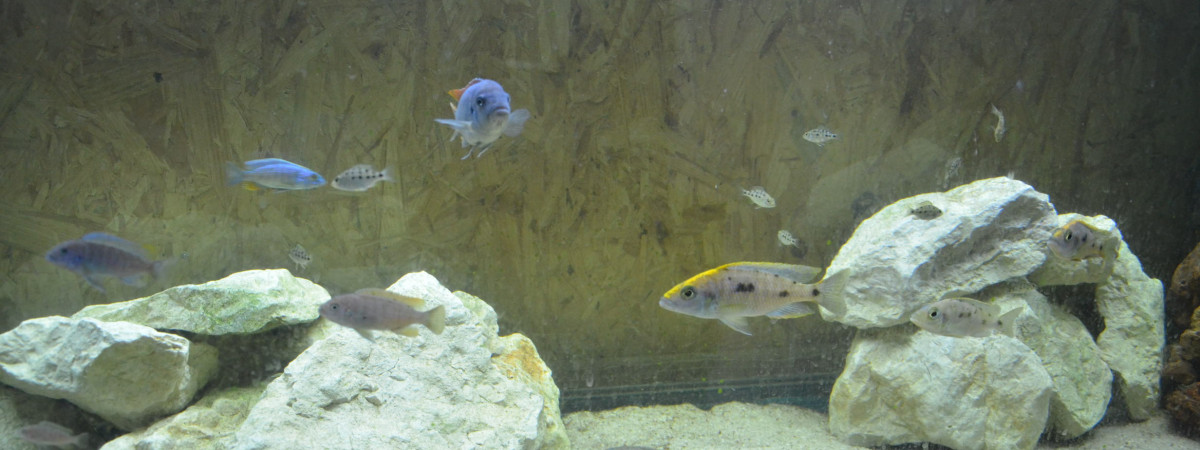 aquarium aqua malawi 10