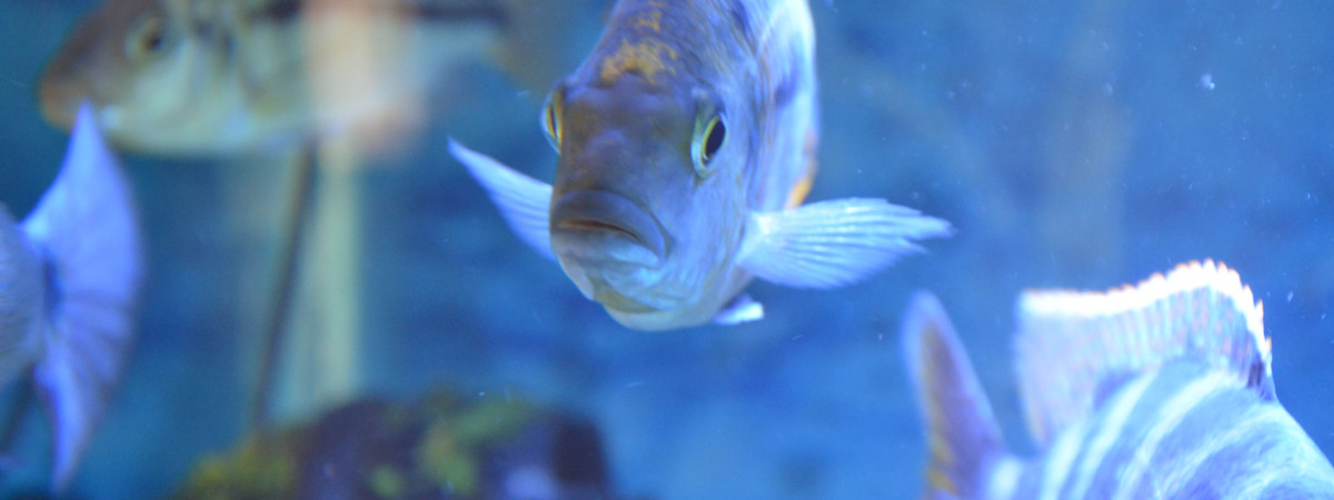 aquarium aqua malawi 11