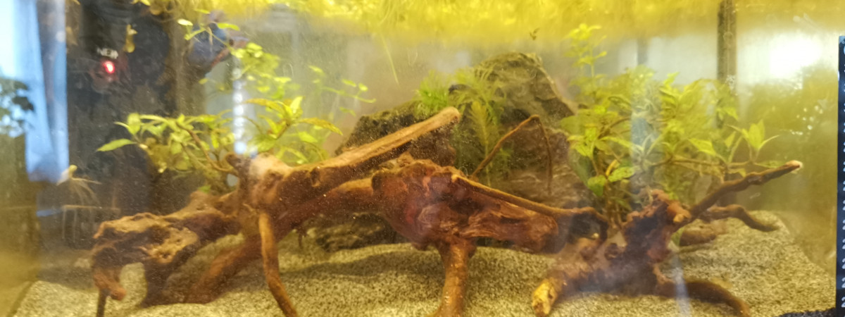 aquarium Crawtail