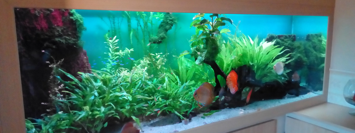 aquarium Amazonien