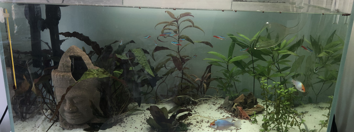 aquarium Aqua Léo