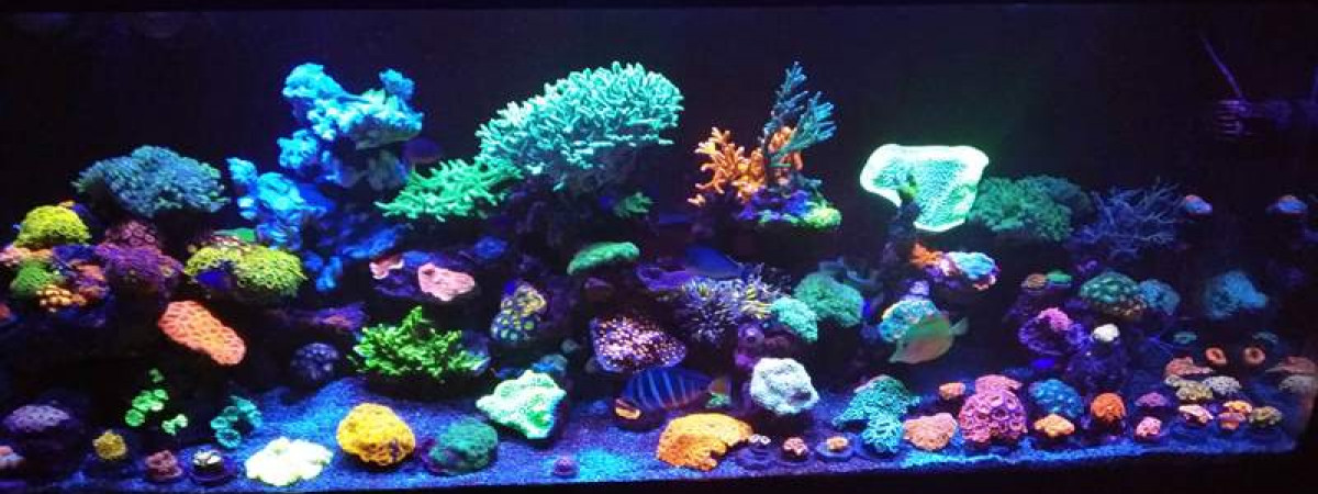 aquarium LPS- SPS Reef Colors
