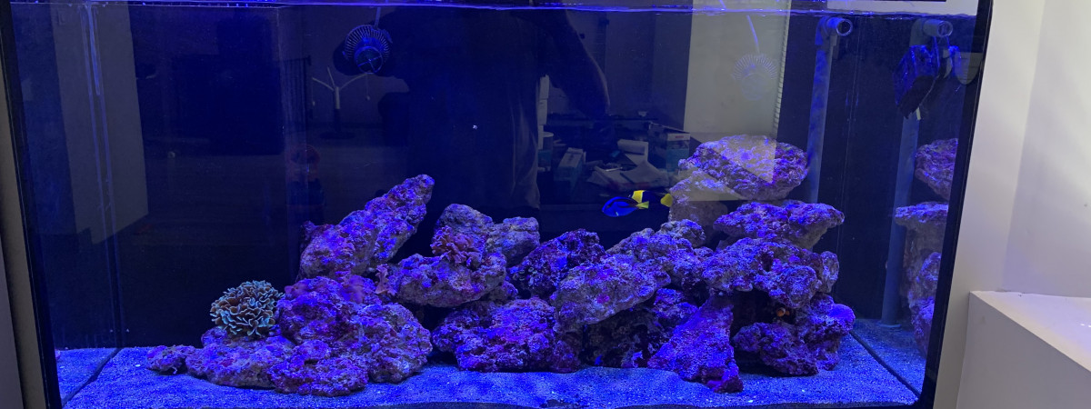 aquarium Tony