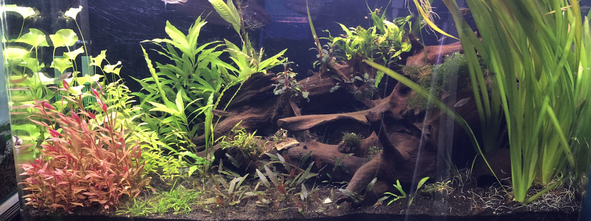 aquarium biotope asiatique