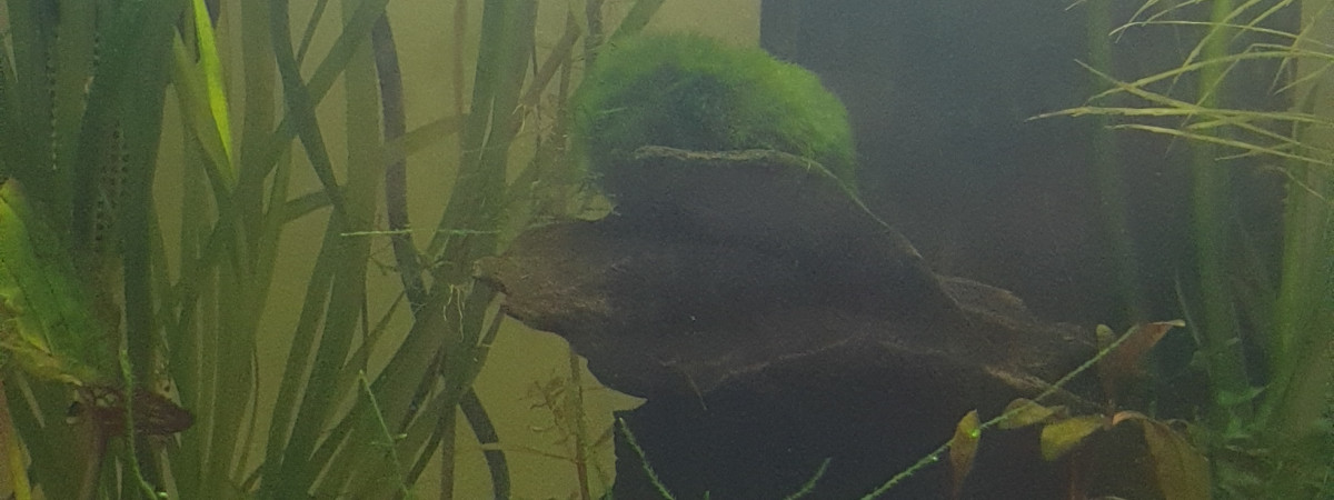 aquarium Crevettes Black Crystal