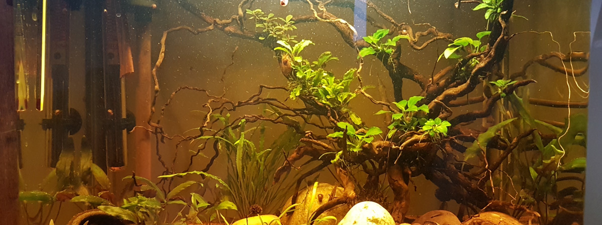 aquarium B L A C K    W A T E R