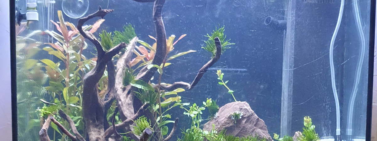 aquarium 120l communautaire