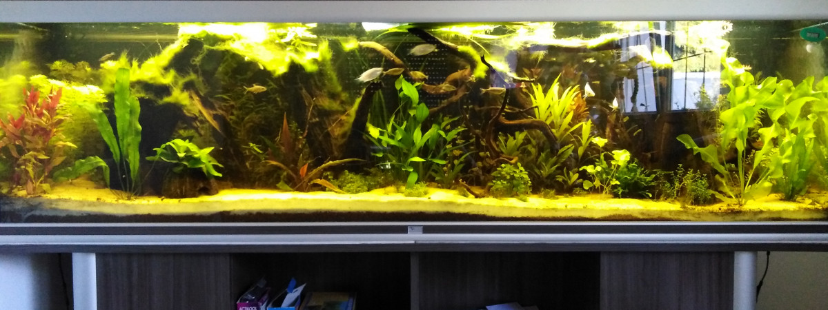 aquarium Aquarium Thailandais