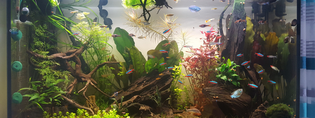 aquarium Aquarium 200