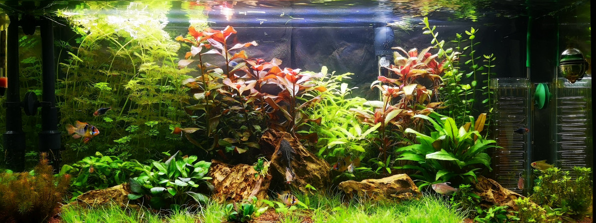 aquarium 80L azia