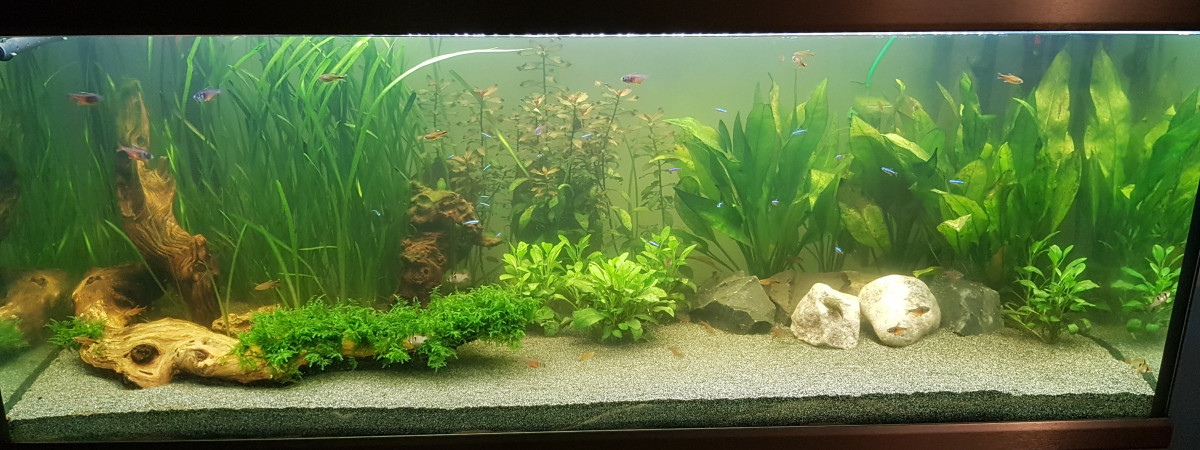 aquarium Proxima 325