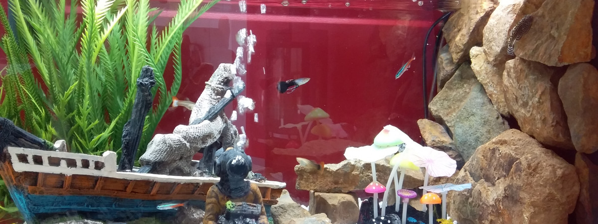 aquarium 48 litres