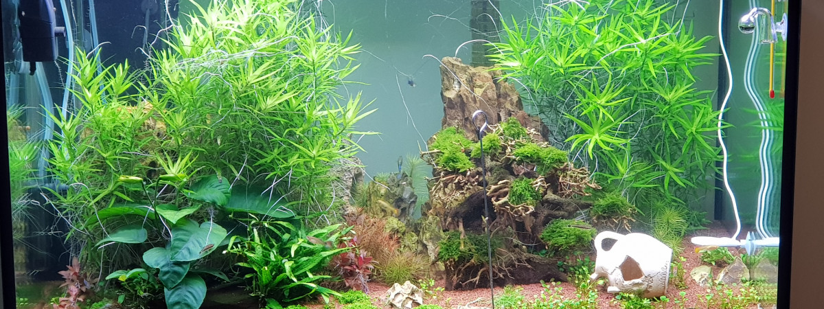 aquarium EHEIM_incpiria_330