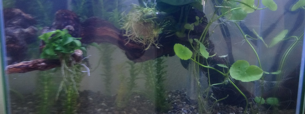aquarium Minus
