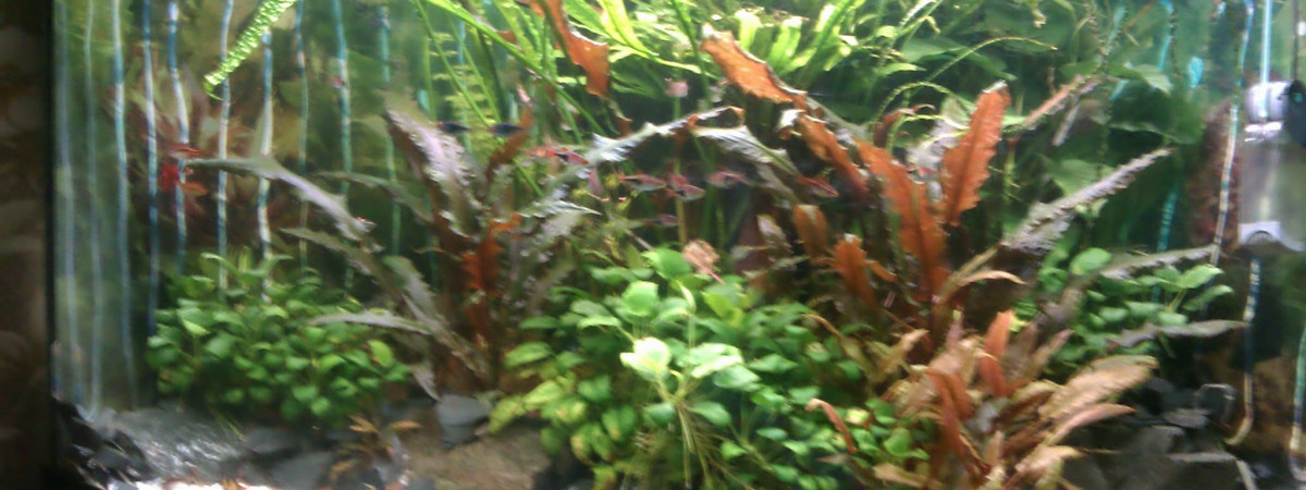 aquarium trigon