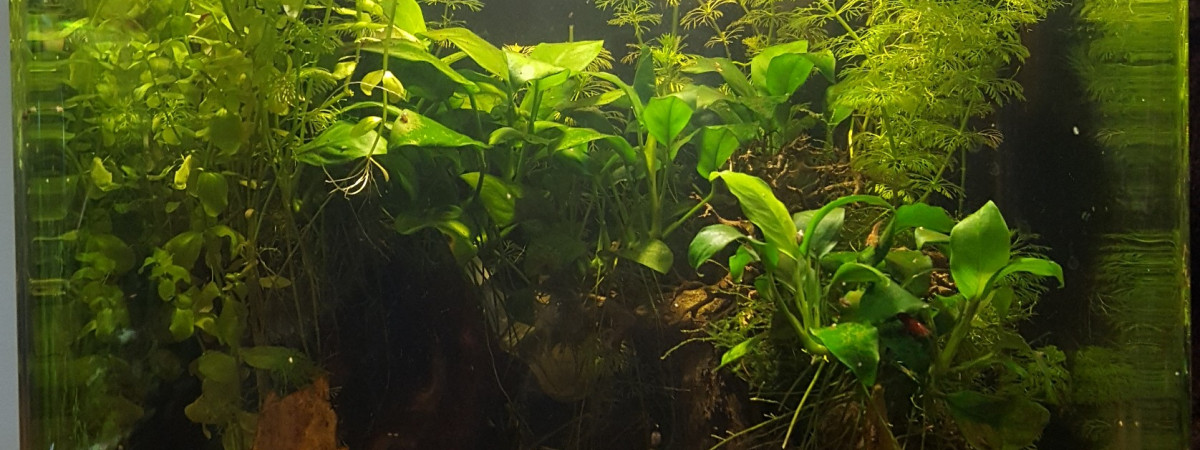aquarium 30L combattant rouge