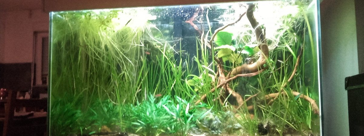 aquarium Mont d Arree