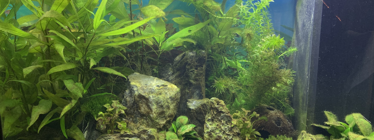 aquarium 80L
