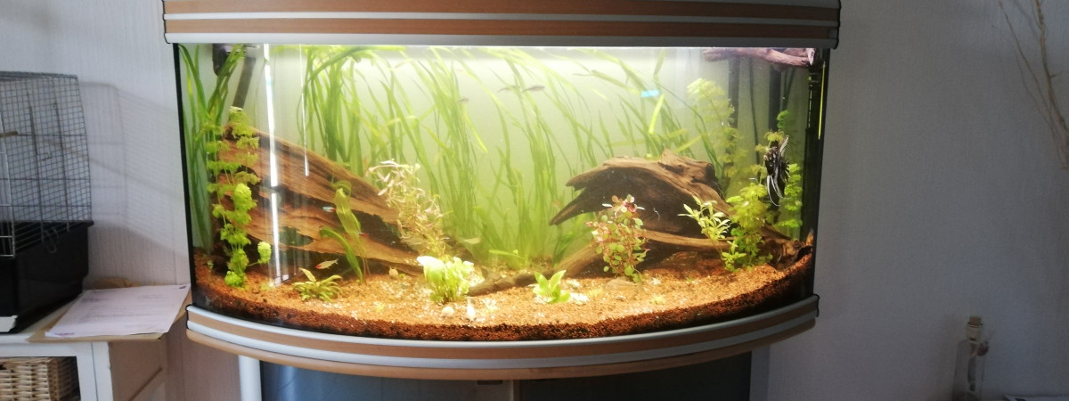 aquarium Amazonien