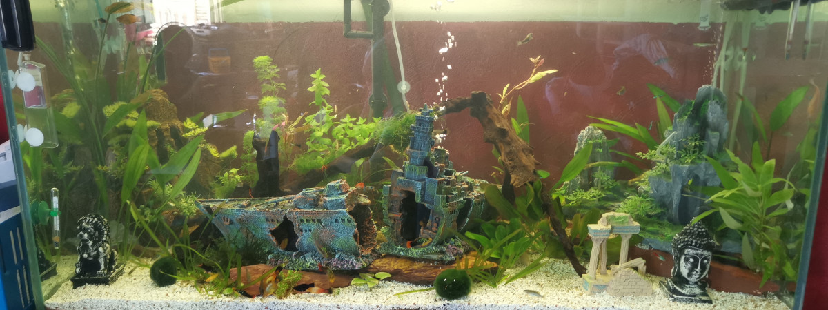 aquarium louis