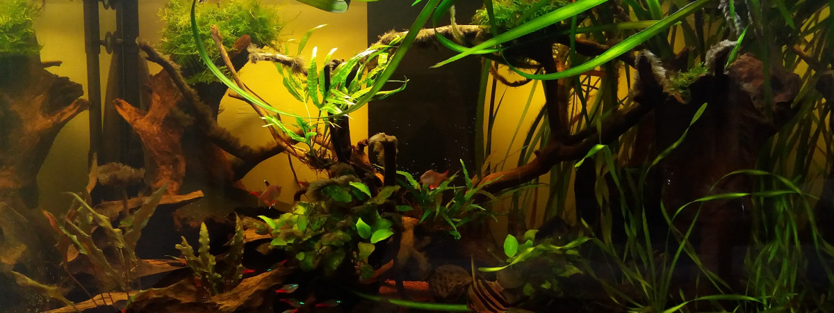 aquarium Amazone