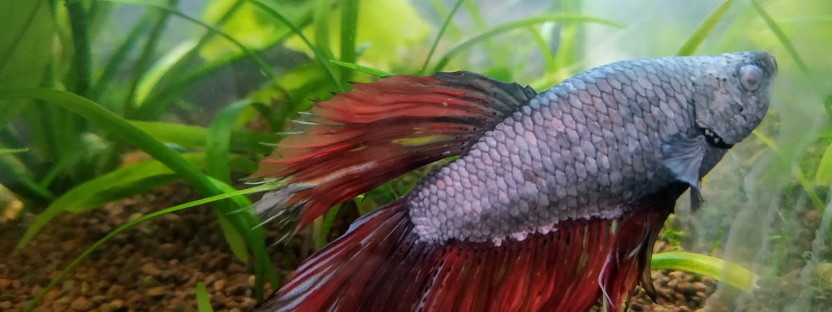 aquarium Vieux combattant