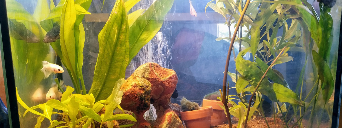 aquarium Combattants..à donner ..la nouvelle génération