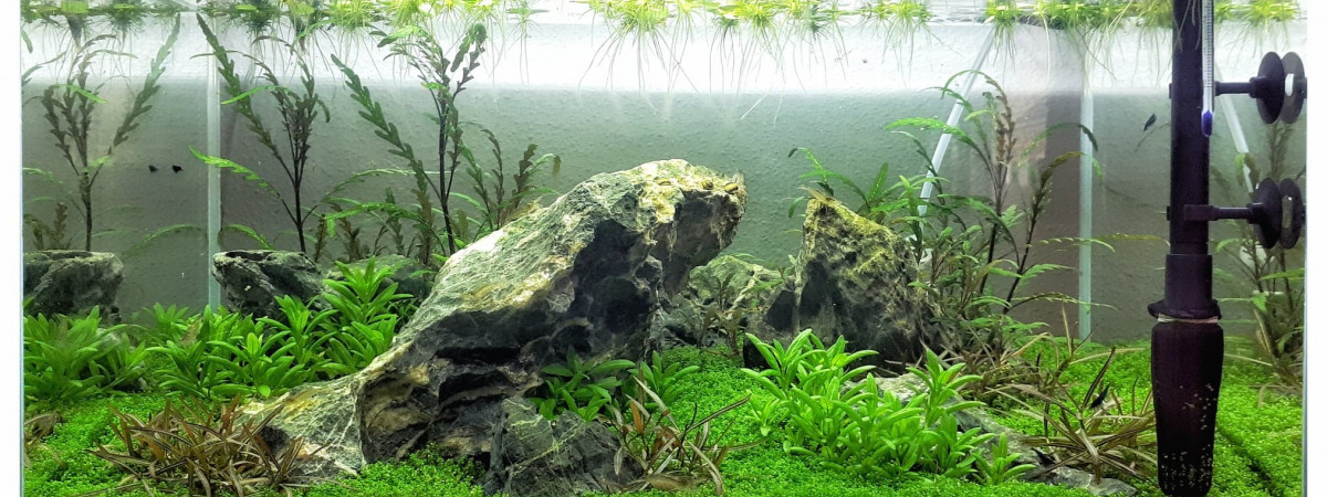 aquarium The first