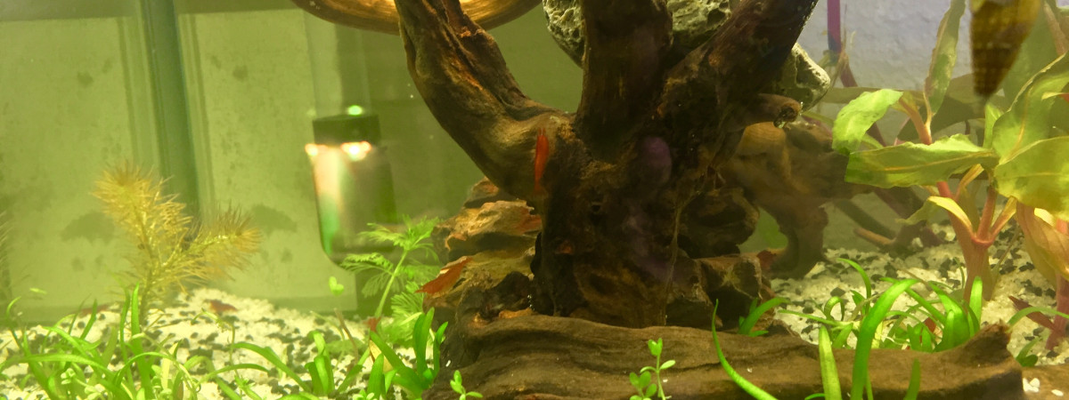 aquarium AMTRA 18L