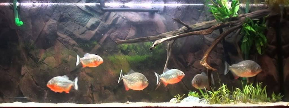 aquarium Piranha
