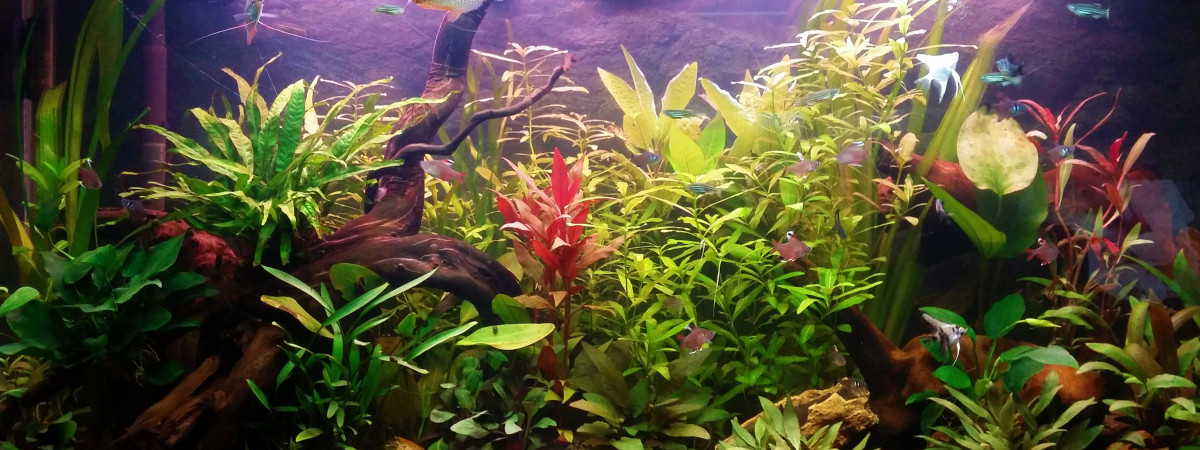 aquarium Salon