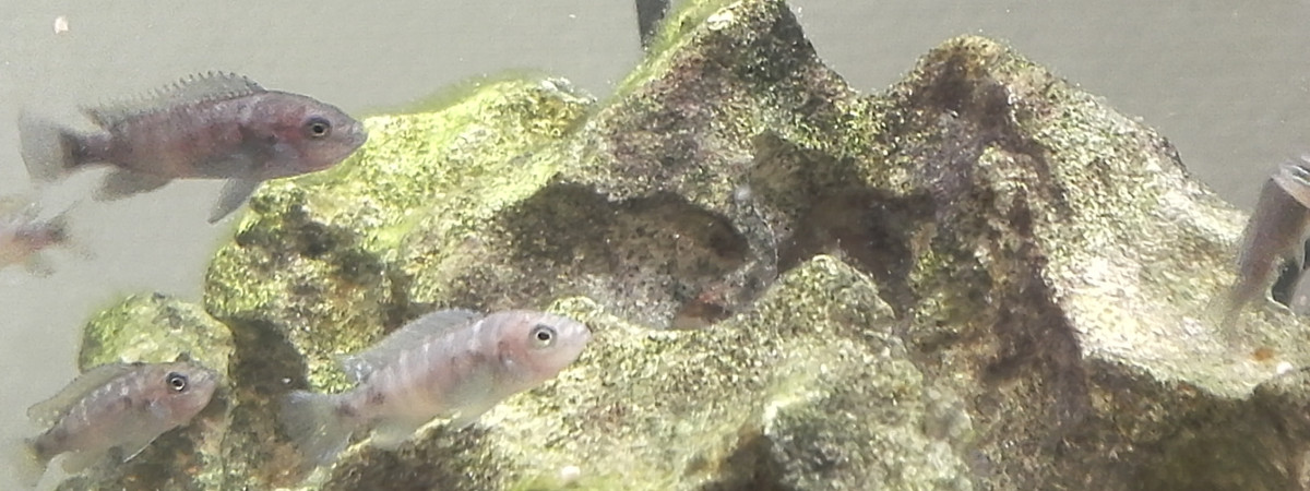 aquarium Nurserie