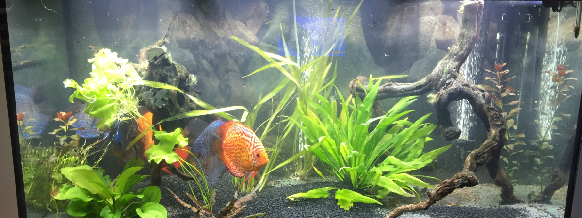 aquarium Aquarium de DISCUSBODY