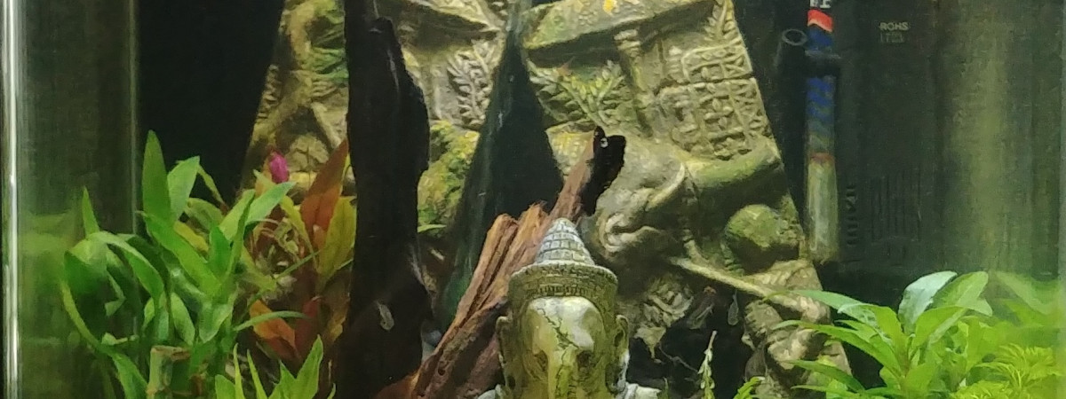aquarium NanoCube 60l