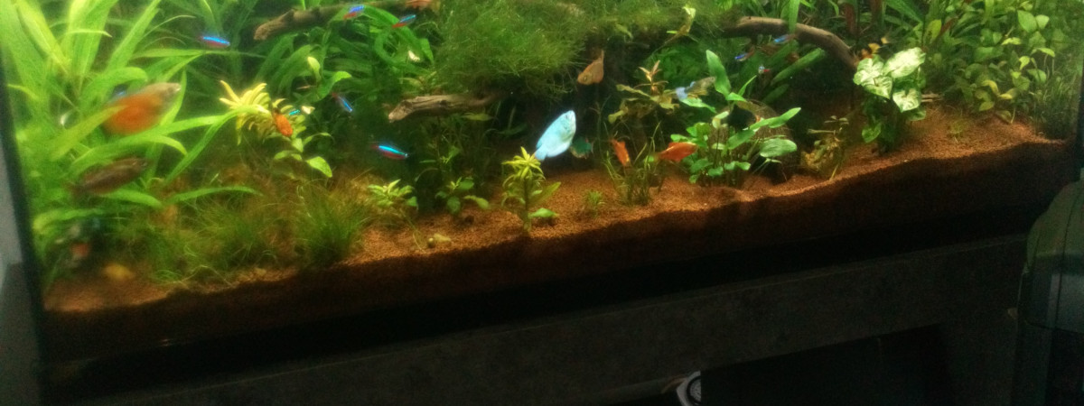 aquarium Bambou