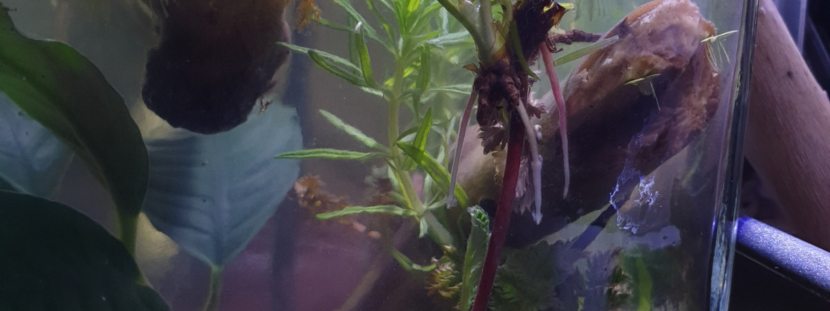 aquarium Aqua Forest