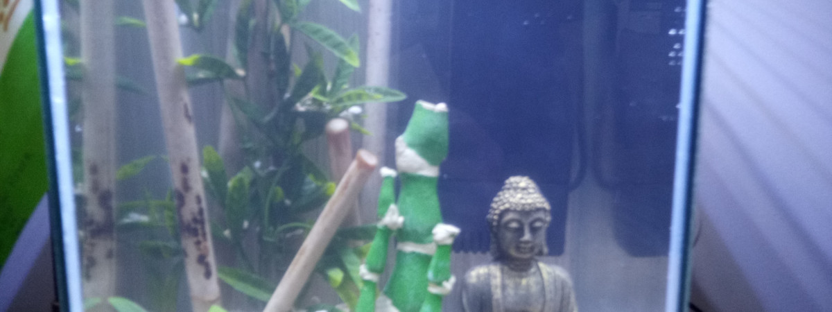 aquarium Combattant