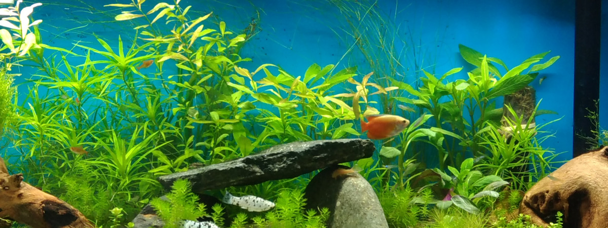 aquarium hobbit17