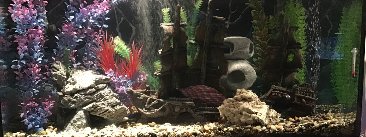 aquarium Cichlides