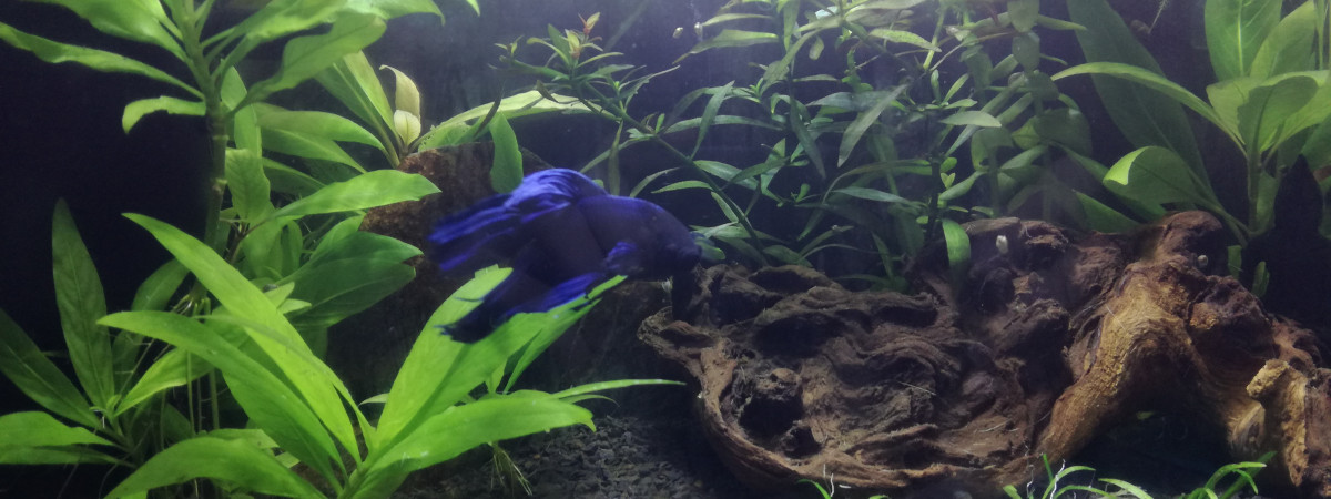 aquarium Aqua