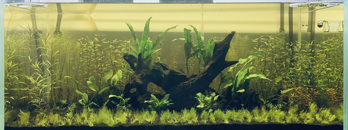 aquarium Asiatique