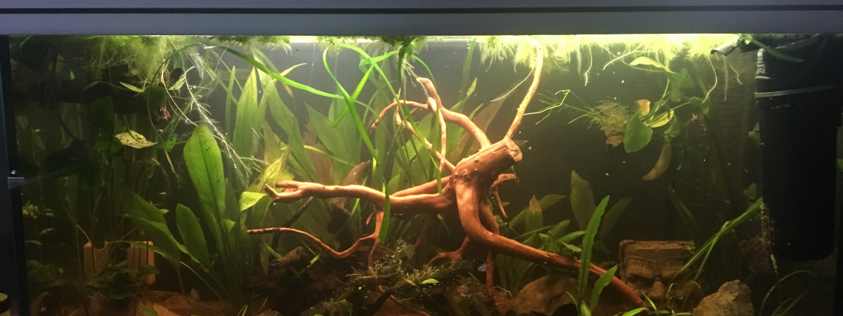 aquarium Amazonien
