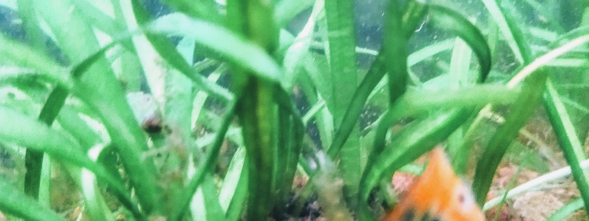 aquarium Guppy crevettes moules