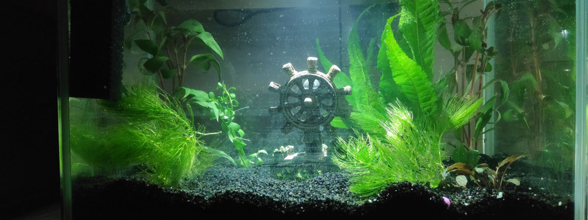 aquarium Crevettes ou kullis