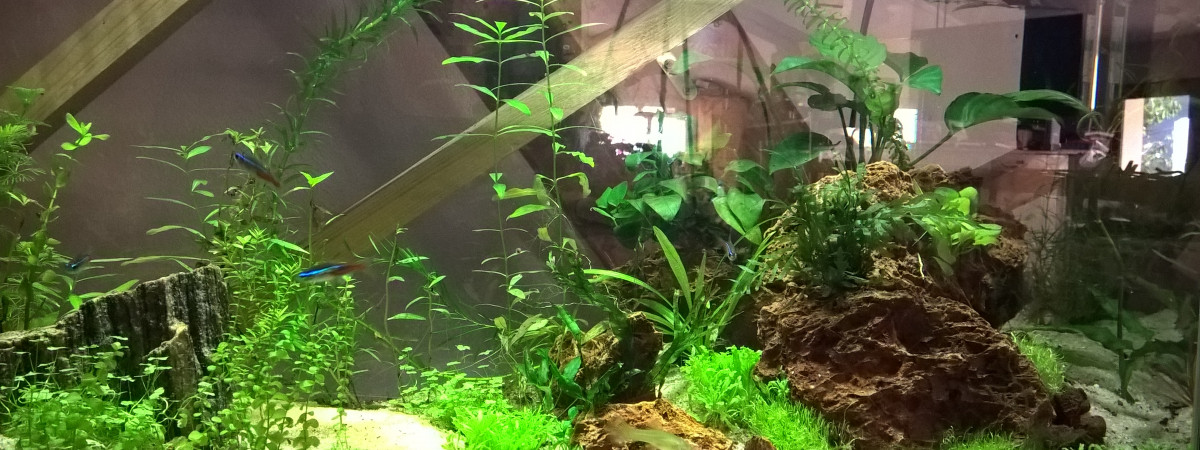 aquarium Aquascaping 150L