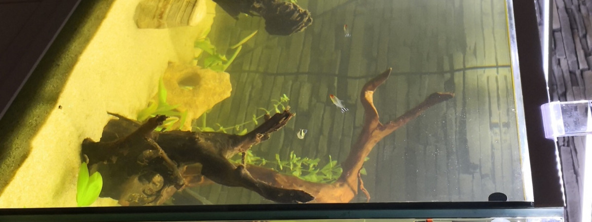 aquarium Mon Aqua didi