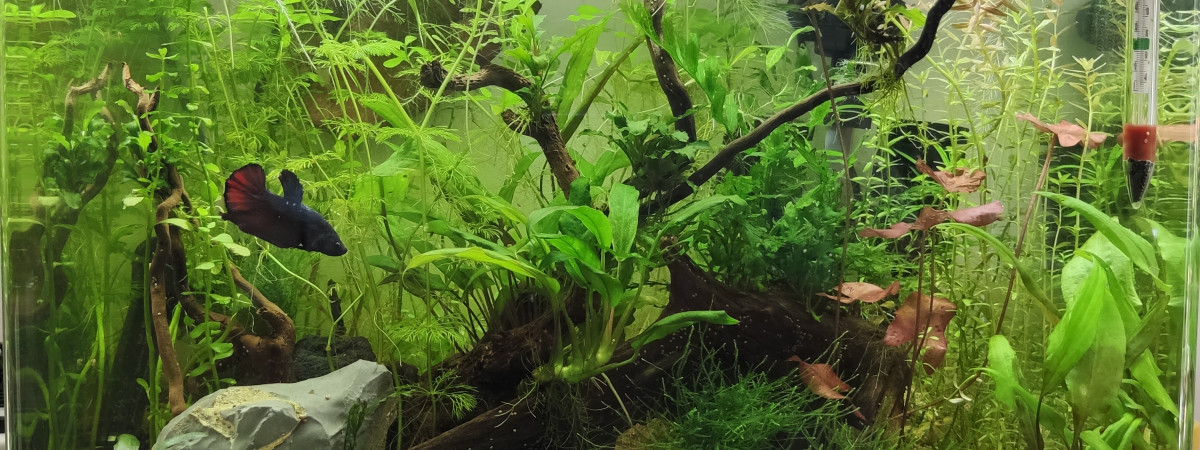 aquarium Scaper s Tank 55L ex Marius Land