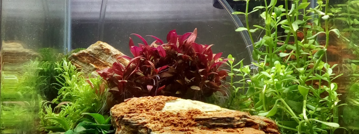 aquarium Nano 20L crevettes Manarola