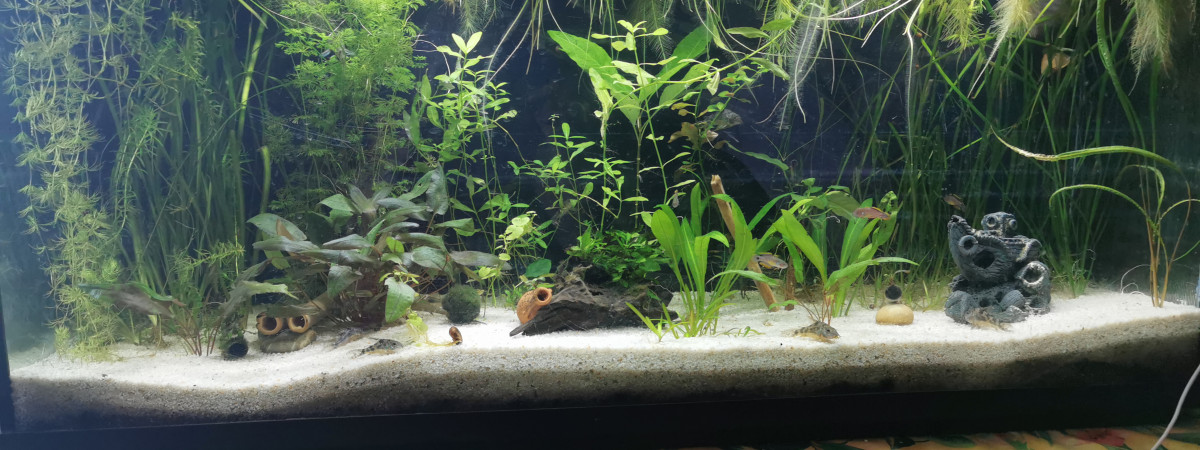 aquarium 220l